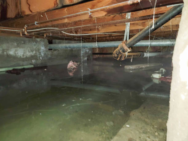 Best Mold removal after water damage  in Toledo, OR